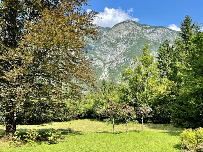 Beech forest and rocky mountainside on the grounds near Red Beech Cabin